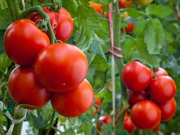Новый сорт томатов. До 7 кг с куста!